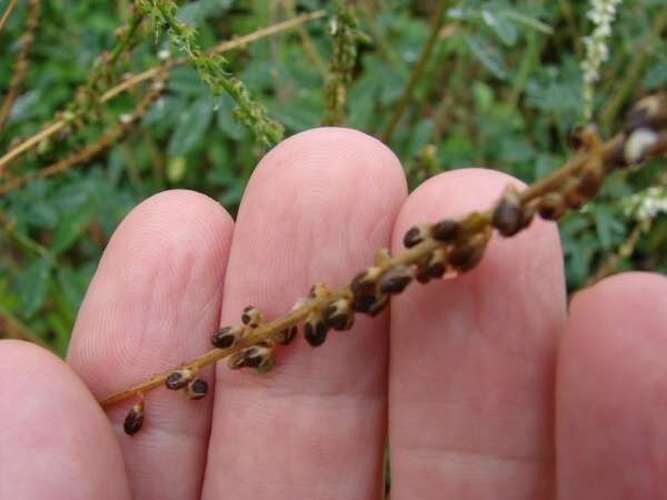 شاه افسر زرد - معرفی علف های هرز